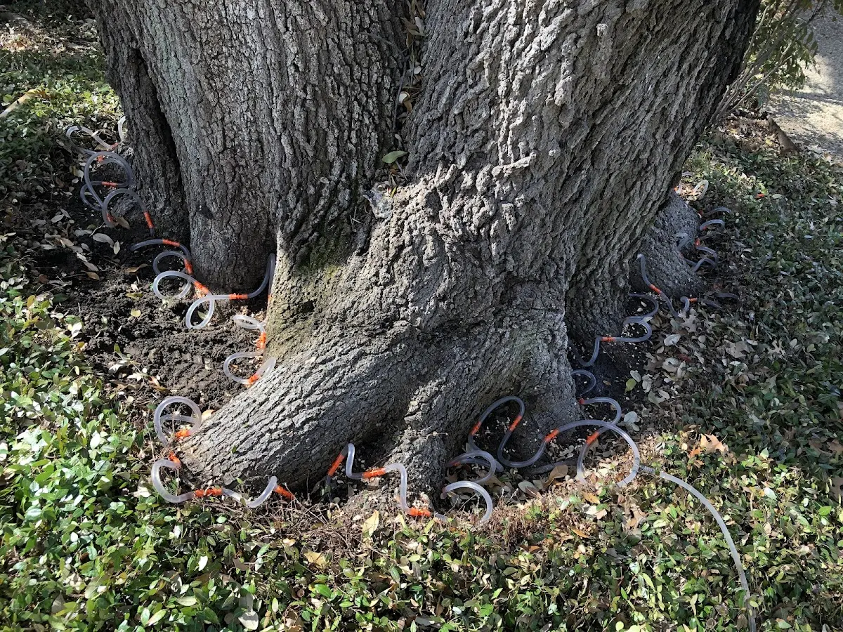Detailed Tree Cabling and Bracing job site in Bombay