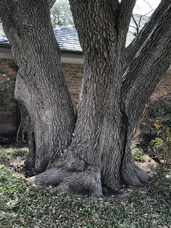 Mature heritage tree close to a Bombay property cared for by certified arborists